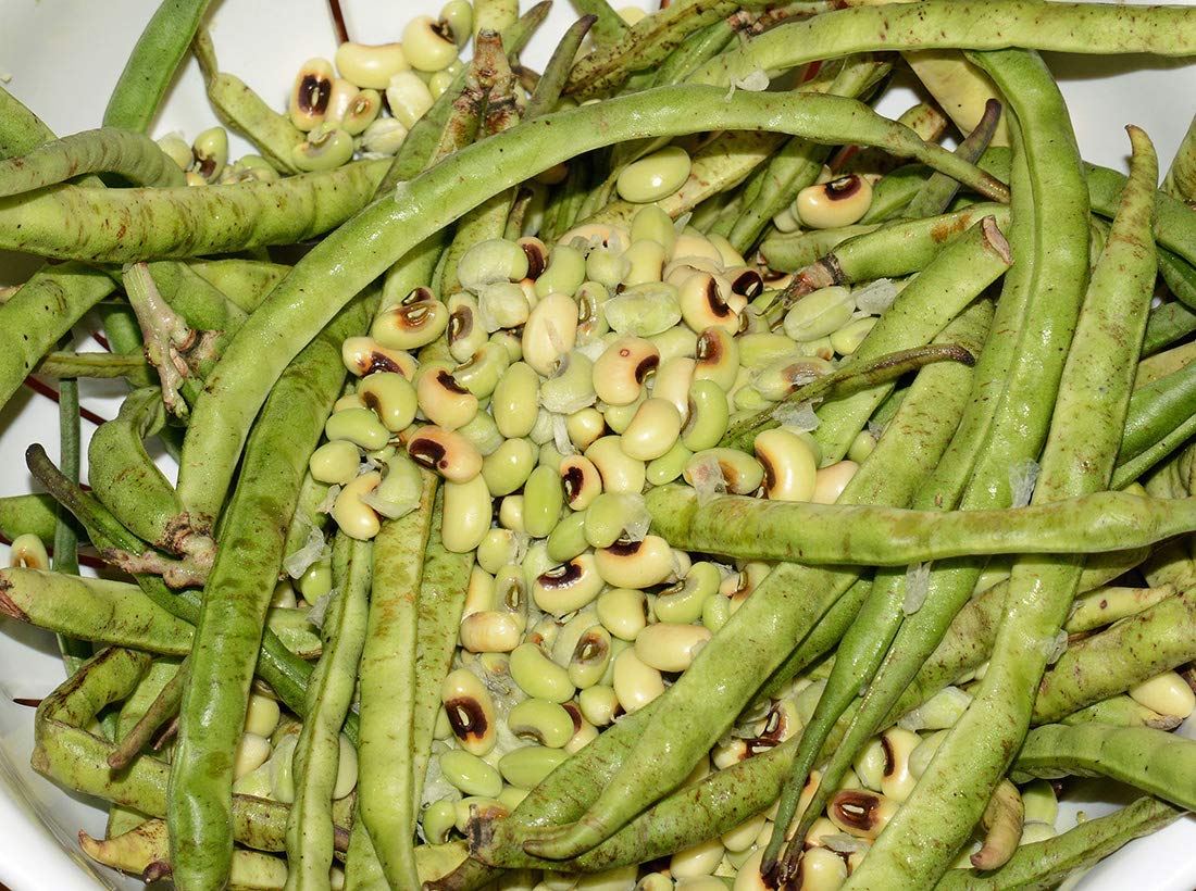 Organic Bulk Black Eyed Peas- Fiber & Protein rich, Raw,Vegan Bulk-35LB