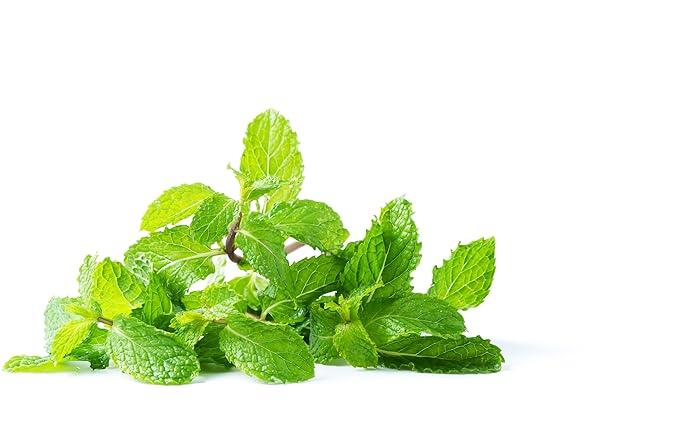 Fresh Mint Leaves by RawJoy Farms
