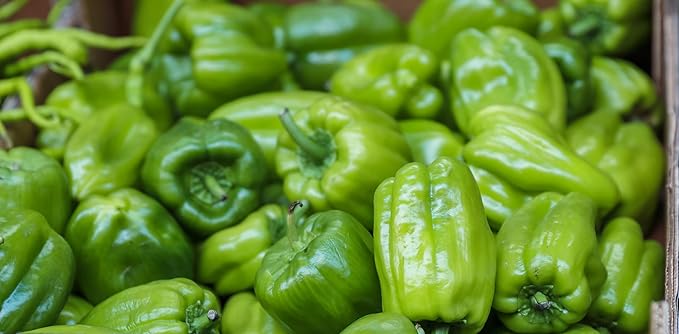 Fresh Organic Green Bell Peppers by RawJoy Farms