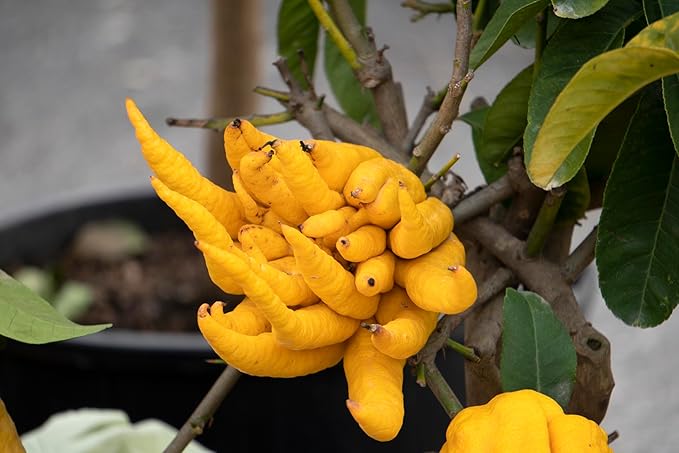 Fresh Yellow Buddha Hand Citrus Fruit By RawJoy Farm