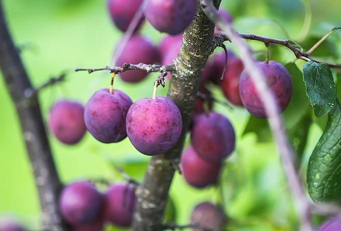 Organic Fresh and Juicy Plums by RawJoy Farms
