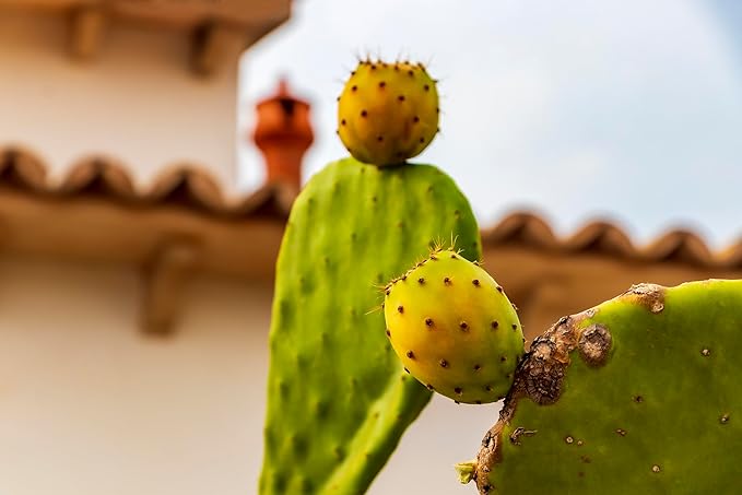Fresh Cactus Pears By RawJoy