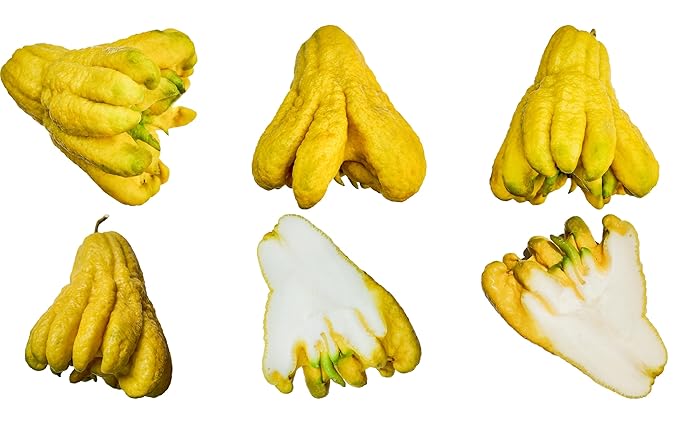 Fresh Yellow Buddha Hand Citrus Fruit By RawJoy Farm