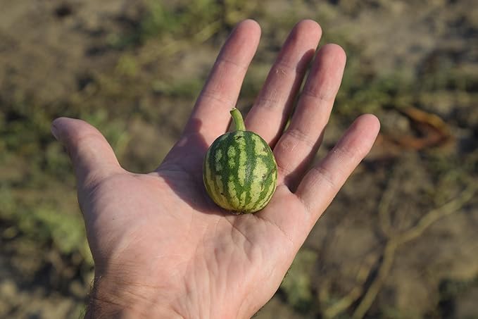 Fresh and Ripe Mini Watermelon by RawJoy Farms