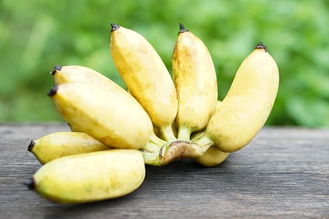 Fresh Organic Thai Banana Bunch by RawJoy Farms