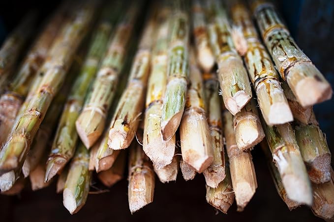 Fresh Organic Sugarcane Stalks by RawJoy Farms