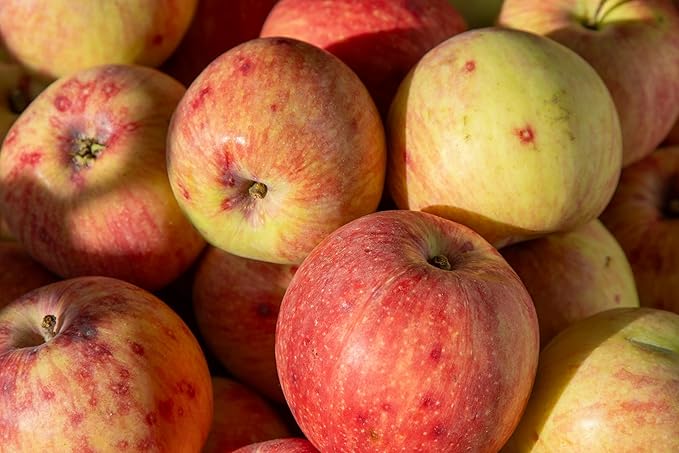 Fresh Honeycrisp delicious apples by RawJoy Farms