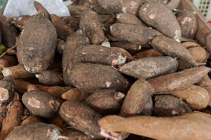 Fresh Oraganic Yuca Cassava by RawJoy Farms