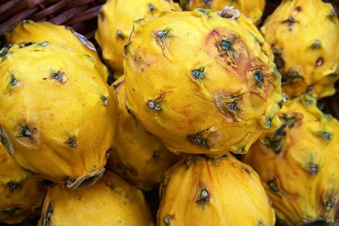 Fresh Sweet Yellow Dragon Fruit by RawJoy Farms