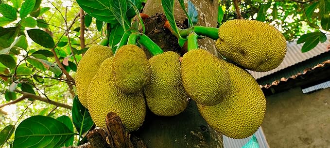 Organic Fresh Jackfruit by RawJoy Farms