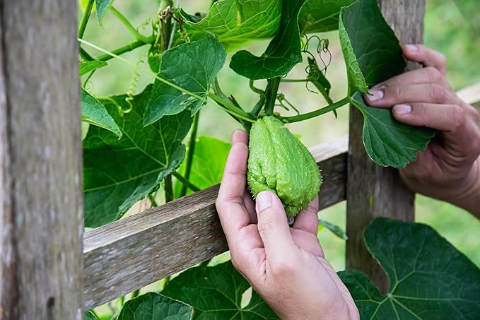 Organic Fresh Green Chayote Squash by RawJoy Farms