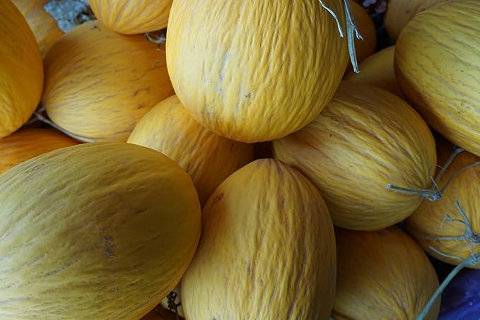 Fresh Spaghetti Squash by RawJoy Farms