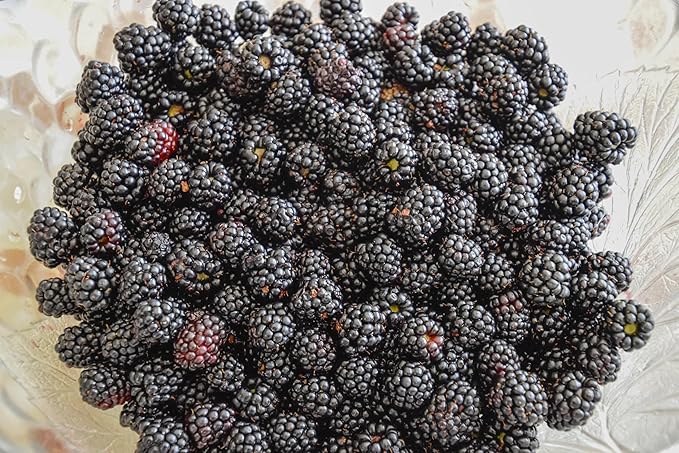 Fresh Delicious Blackberries by RawJoy Farms