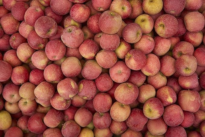 Fresh Pink Lady delicious apples by RawJoy Farms