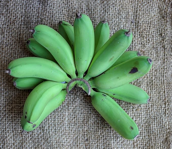 Fresh Organic Green Plantain Bananas by RawJoy Farms