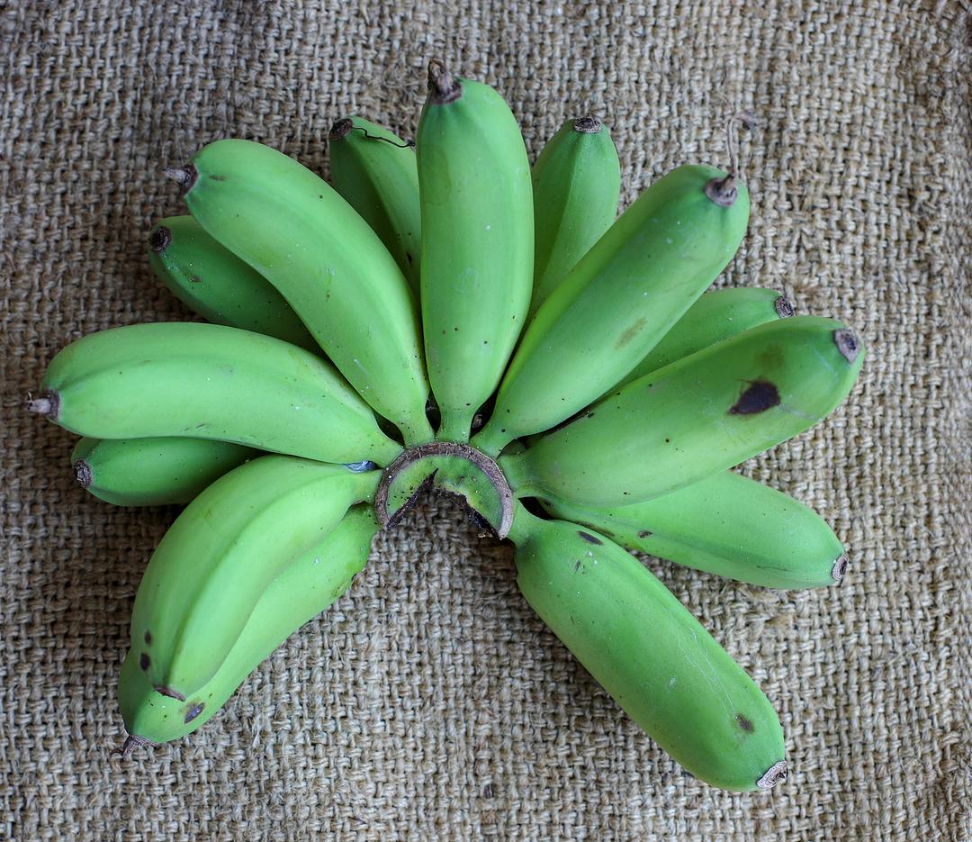 Fresh Organic Green Plantain Bananas by RawJoy Farms