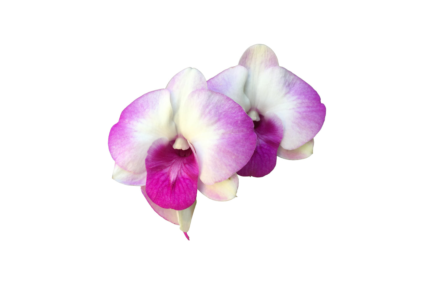 Fresh Edible Purple Dendrobium Orchid Blossoms - Premium Restaurant-Quality Flowers 50 Count - 8 Pack