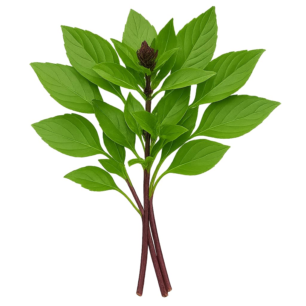 Rawjoy Fresh Thai Basil – Aromatic, Authentic, and Harvested to Order (1 Lb)