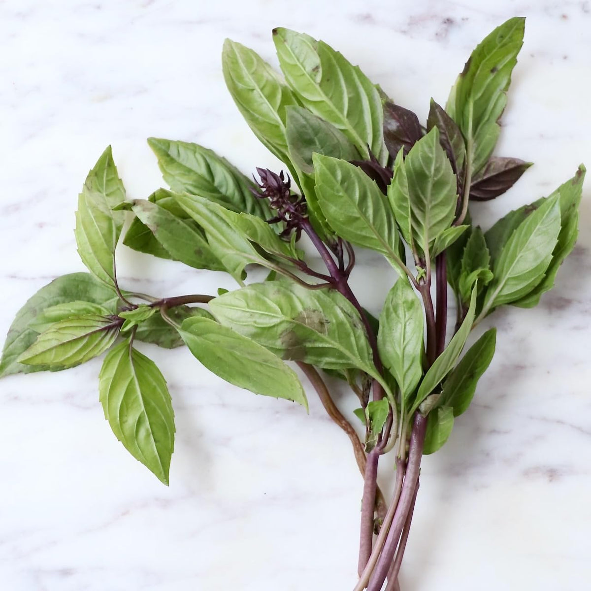 Rawjoy Fresh Thai Basil – Aromatic, Authentic, and Harvested to Order (1 Lb)