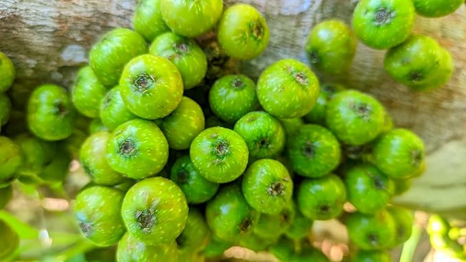 Fresh and Ripe Green Figs By RawJoy Farm