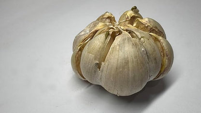 Organic Fresh Elephant Garlic by RawJoy Farms