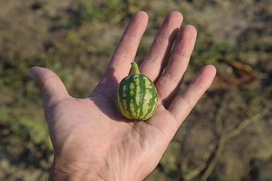 Fresh and Ripe Mini Watermelon by RawJoy Farms