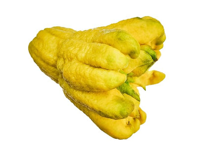 Fresh Yellow Buddha Hand Citrus Fruit By RawJoy Farm