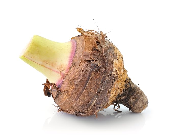 Fresh Taro Root by RawJoy Farms