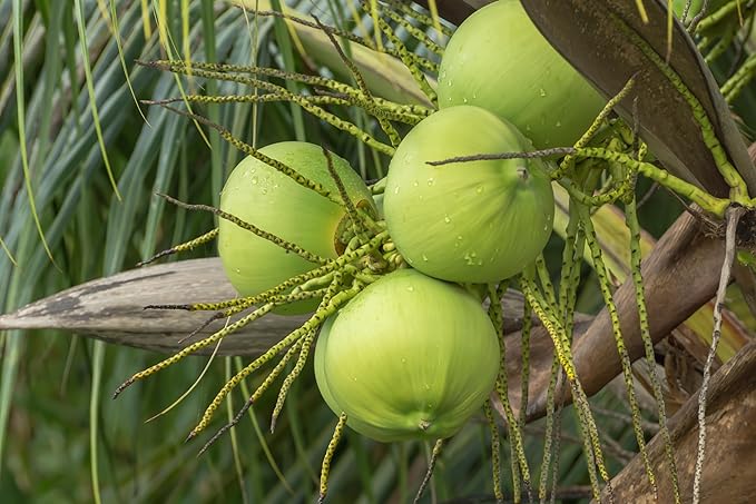 Fresh Green Coconut Water by RawJoy Farms