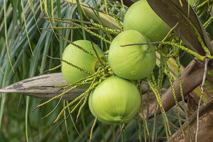 Fresh Green Coconut Water by RawJoy Farms