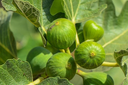 Fresh and Ripe Green Figs By RawJoy Farm