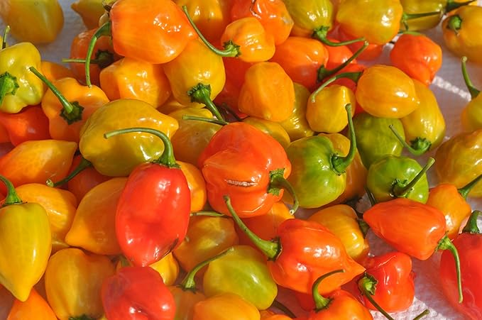 Fresh Habanero Chili by RawJoy Farms