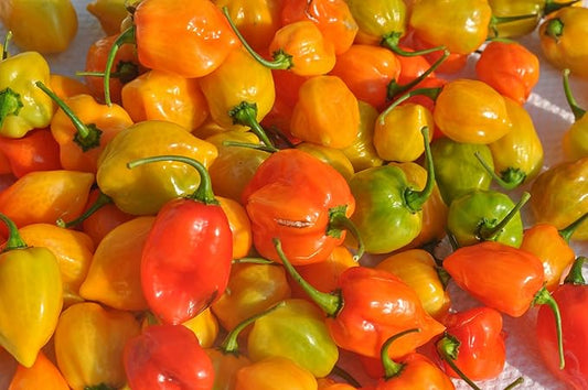 Fresh Habanero Chili by RawJoy Farms