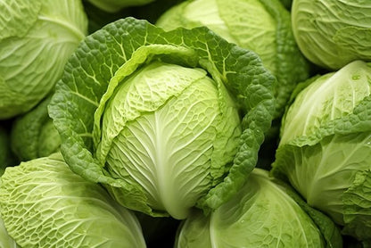 Fresh Organic Green Cabbage by RawJoy Farms