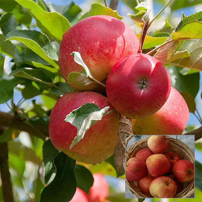 RawJoy Organic Sweet & Crisp Gala Apples Fresh From Farm