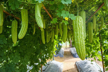 Fresh Green Bitter Melon by RawJoy Farms