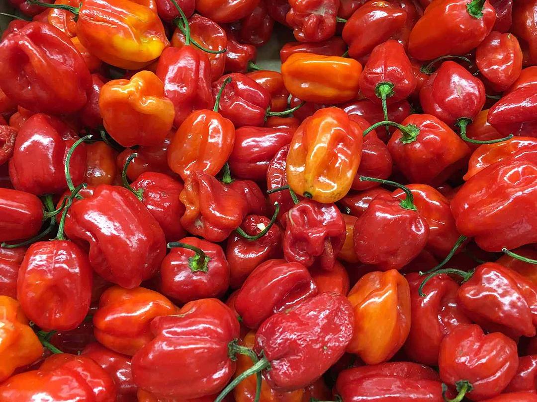 Fresh Habanero Chili by RawJoy Farms