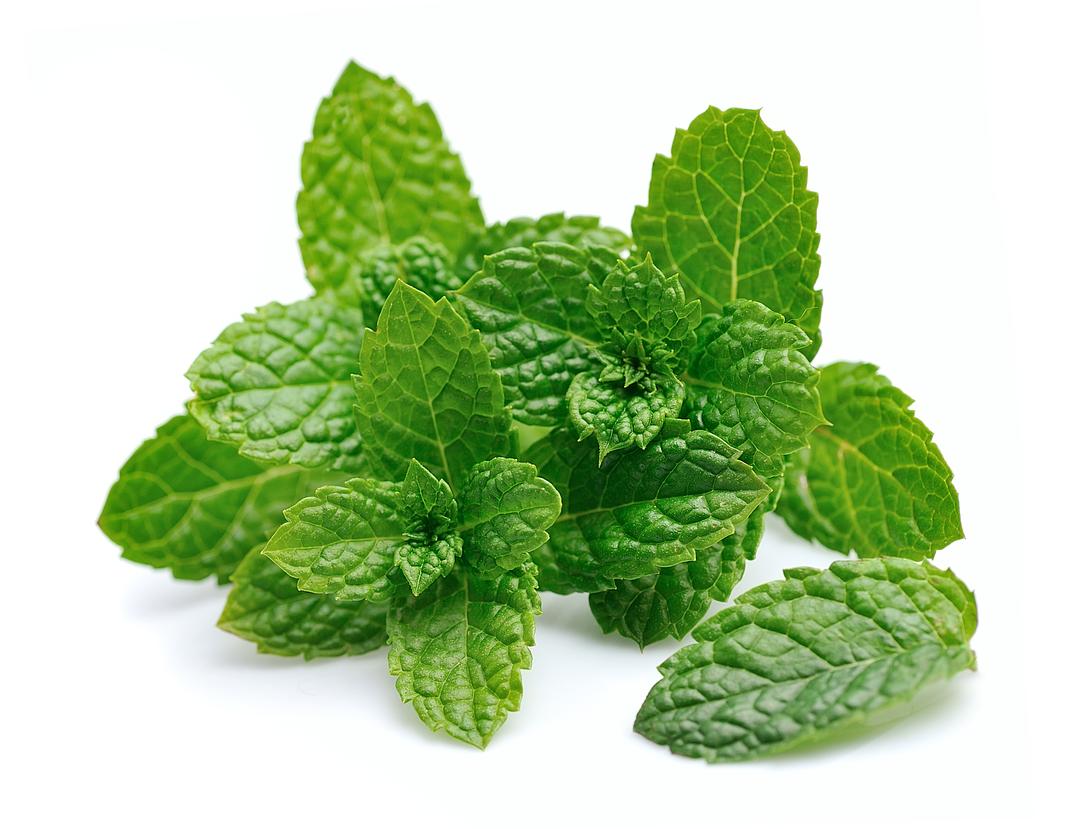 Fresh Mint Leaves by RawJoy Farms
