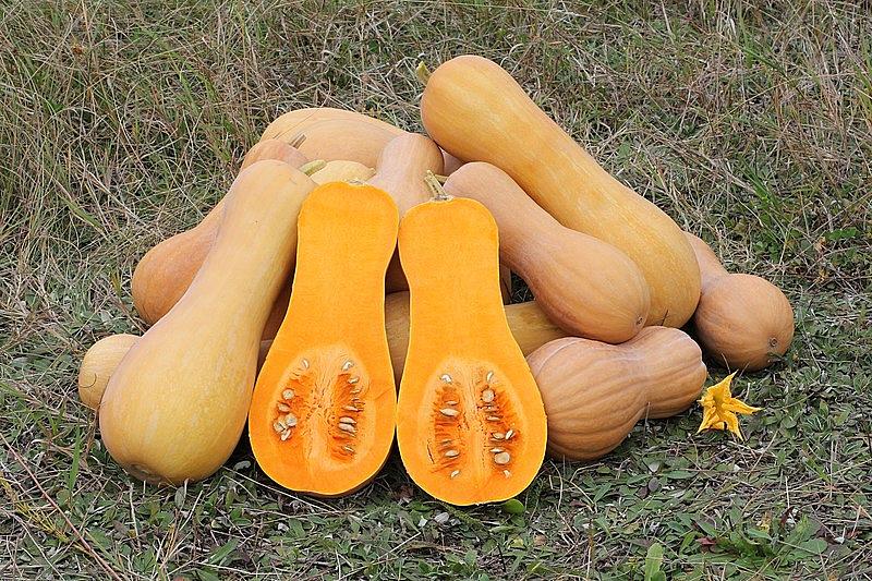 Fresh Butternut Squash by RawJoy Farms