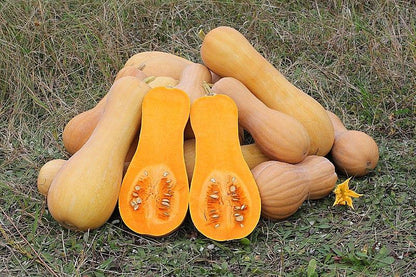 Fresh Butternut Squash by RawJoy Farms