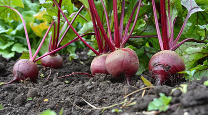 Organic Fresh Red Beets by RawJoy Farms
