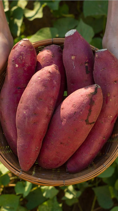 Organic Fresh Japanese Sweet Potato by RawJoy Farms