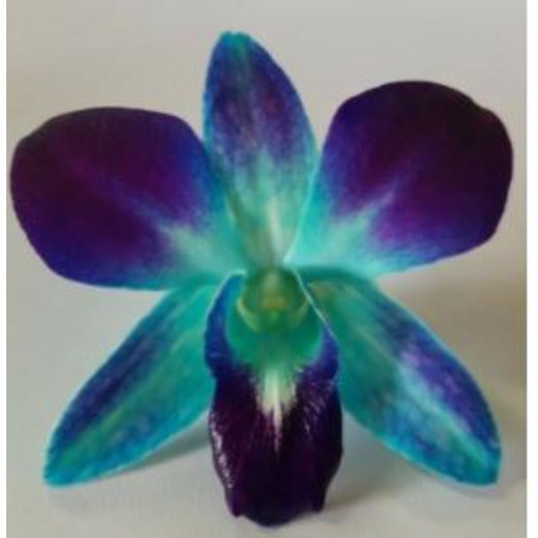 Fresh Edible Blue Orchid Blossoms - Premium Restaurant-Quality Flowers 50 Count - 8 Pack