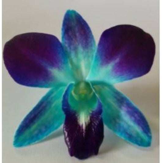 Fresh Edible Blue Orchid Blossoms - Premium Restaurant-Quality Flowers 50 Count - 8 Pack