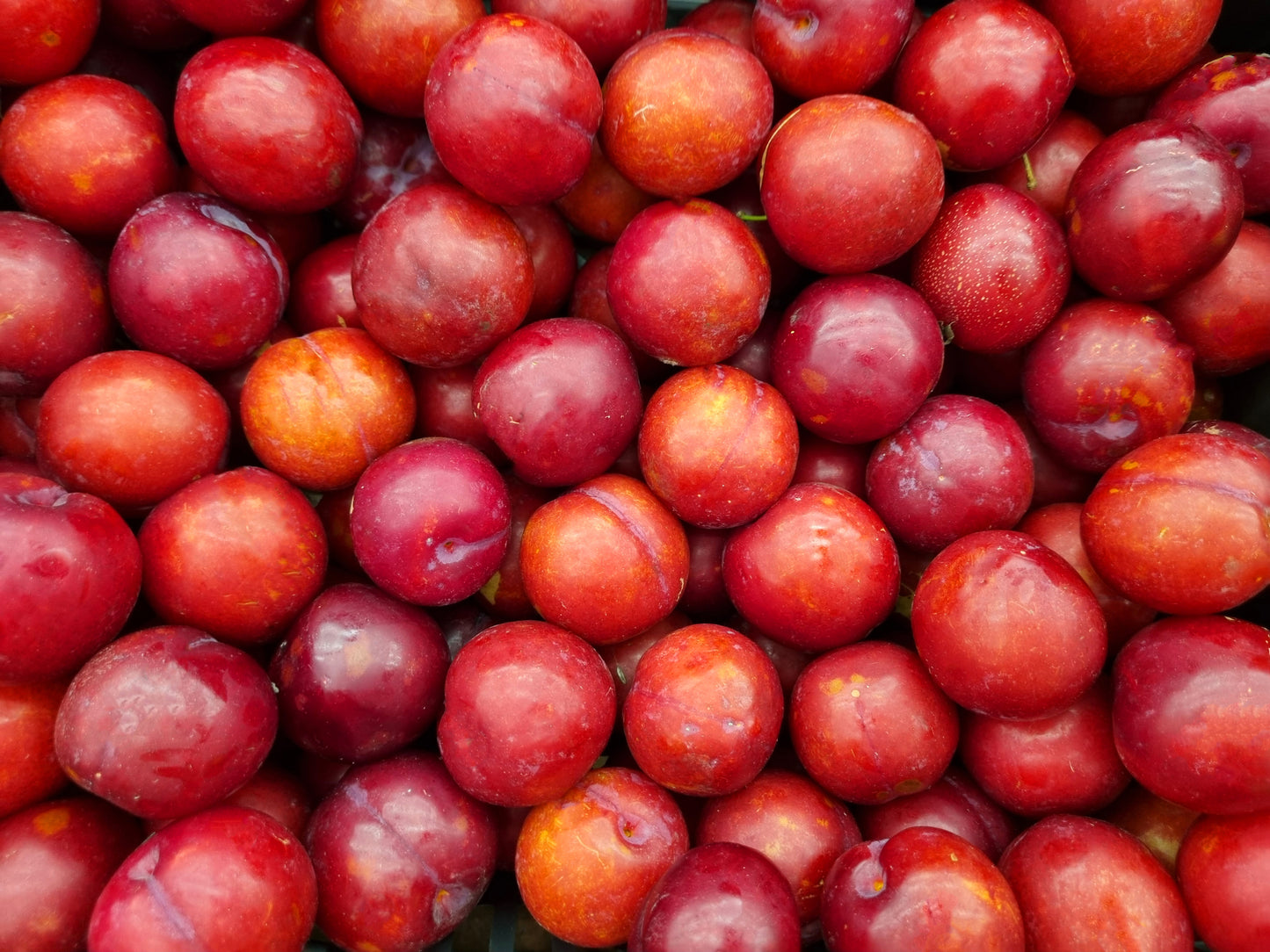 Fresh Organic Cherry Plums by RawJoy Farms