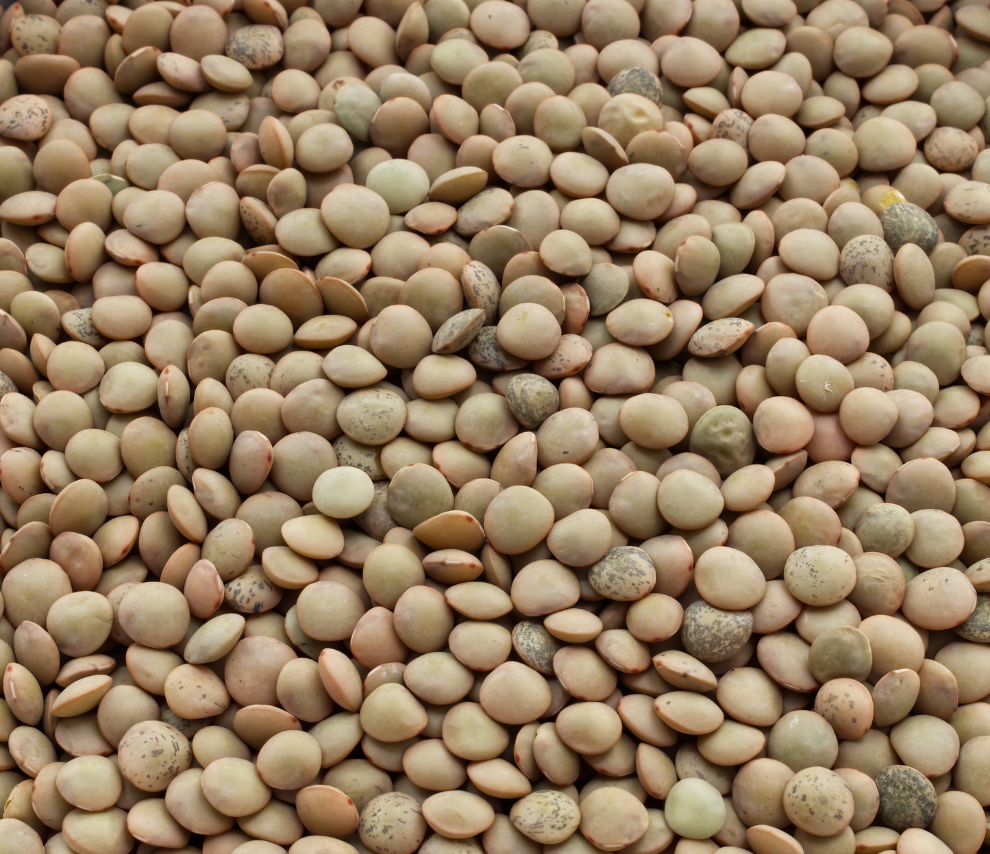 Fresh Organic Green Lentils by RawJoy 10 lbs