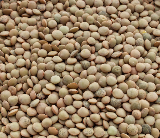 Fresh Organic Green Lentils by RawJoy 10 lbs