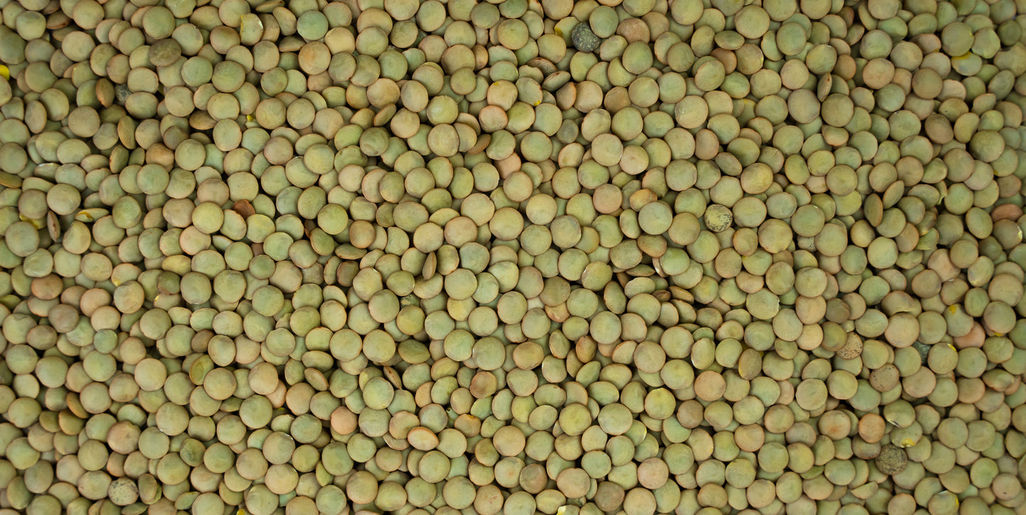 Fresh Organic Green Lentils by RawJoy 10 lbs