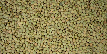 Fresh Organic Green Lentils by RawJoy 10 lbs