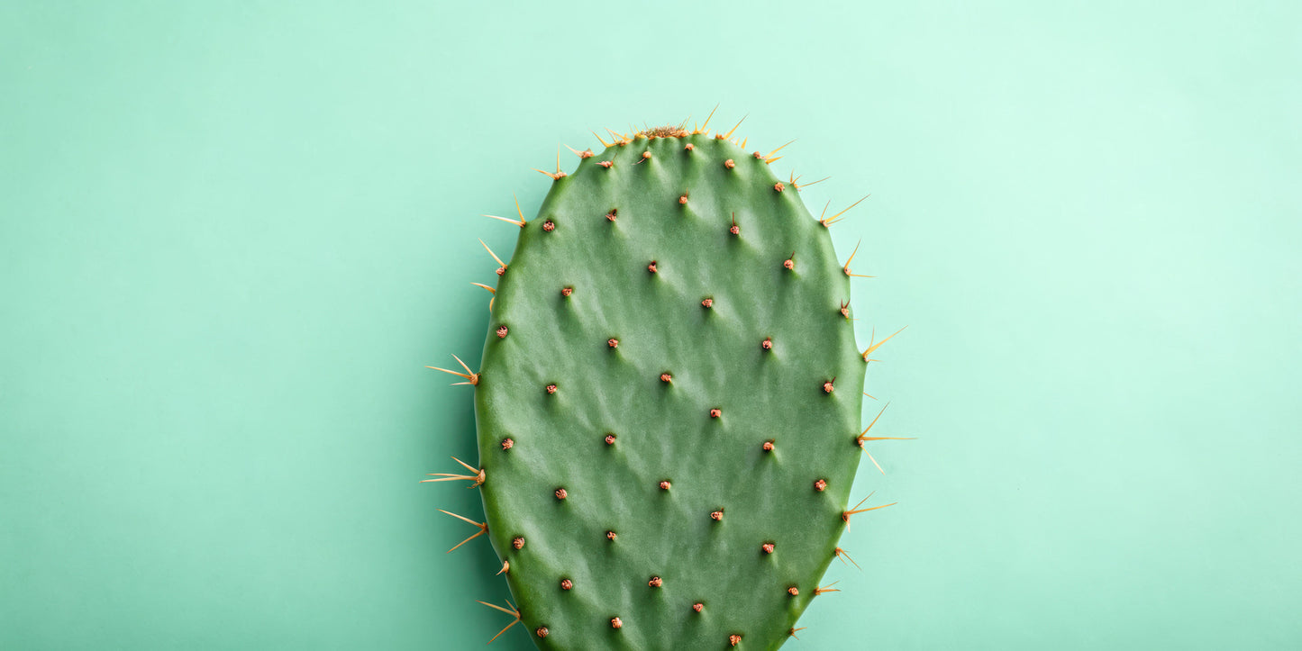Fresh Organic Cactus Leaves / Nopales by RawJoy 2 Pounds